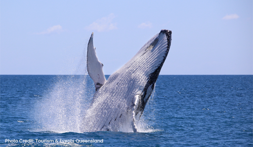 Humpback Whale Watchingd